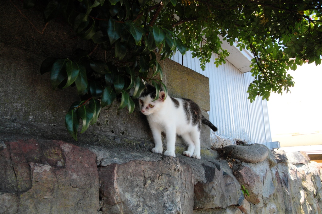 田代島（貓島）